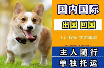 涪陵区宠物托运公司涪陵区宠物托运公司涪陵区宠物托运公司
